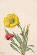 Onagre Oenothera howardi - Mary Vaux Walcott — näkymä teoksesta