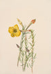 Onagre Oenothera lavandalaefolia - Mary Vaux Walcott — näkymä teoksesta