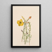 Onagre Oenothera lavandalaefolia - Mary Vaux Walcott — kehystetty taideteos seinällä