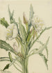 Onagre Pachyoplus hirsutus - Mary Vaux Walcott — näkymä teoksesta