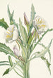 Onagre Pachyloplus hirsutus - Mary Vaux Walcott — näkymä teoksesta