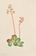 Saxifrage à feuilles persistantes Leptarrhena pyrolifolia - Mary Vaux Walcott — näkymä teoksesta