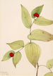 Clochettes de fée Disporum trachycarpum - Mary Vaux Walcott — näkymä teoksesta