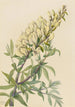 Faux indigo Baptista bructeata - Mary Vaux Walcott — näkymä teoksesta