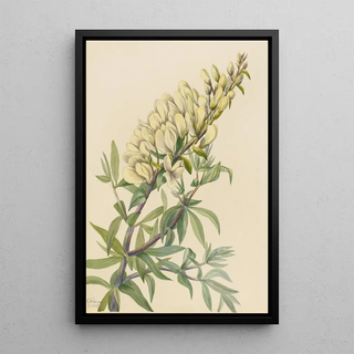 Mary Vaux Walcott - False Indigo Baptista bructeata.webp