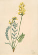 Faux locoweed Oxytropia gracilis - Mary Vaux Walcott — näkymä teoksesta