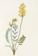 Faux Oxytropis gracilis - Mary Vaux Walcott — näkymä teoksesta