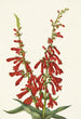 Tulinen pentstemon eatonii - Mary Vaux Walcott — näkymä teoksesta