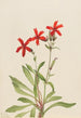 Silene virginica - Mary Vaux Walcott — näkymä teoksesta