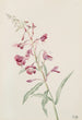 Epilobium angustifolium - Mary Vaux Walcott — näkymä teoksesta