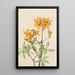 Tulinen azalea Azalea lutea - Mary Vaux Walcott — kehystetty taideteos seinällä