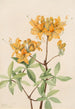 Tulinen azalea Azalea lutea - Mary Vaux Walcott — näkymä teoksesta