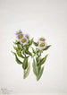 Erigeron macranthus - Mary Vaux Walcott — näkymä teoksesta