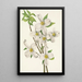 Fleur de cornouiller Cornus florida - Mary Vaux Walcott — kehystetty taideteos seinällä