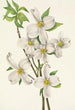 Fleur de cornouiller Cornus florida - Mary Vaux Walcott — näkymä teoksesta