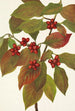 Kornushedelmä Cornus florida - Mary Vaux Walcott — näkymä teoksesta