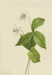 Metsäanemone Anemone deltoidea - Mary Vaux Walcott — näkymä teoksesta