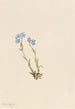 Alppien Myosotis alpestris - Mary Vaux Walcott — näkymä teoksesta