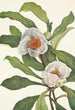 Franklinia alatamaha - Mary Vaux Walcott — näkymä teoksesta