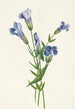 Hapsullinen Gentiana crinita - Mary Vaux Walcott — näkymä teoksesta