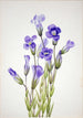 Hapsullinen Gentiana elegana - Mary Vaux Walcott — näkymä teoksesta