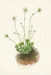 Hapsullinen Parnassia fimbriata - Mary Vaux Walcott — näkymä teoksesta