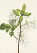 Hapsupuu Chionanthus virginica - Mary Vaux Walcott — näkymä teoksesta