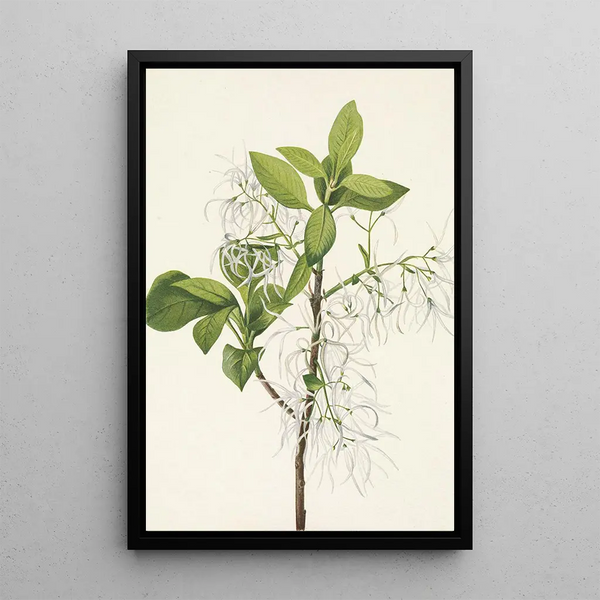 Mary Vaux Walcott - Fringe Tree Chionanthus virginica.webp