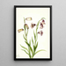 Kaksoiskukallinen Fritillaria biflora - Mary Vaux Walcott — kehystetty taideteos seinällä