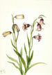 Kaksoiskukallinen Fritillaria biflora - Mary Vaux Walcott — näkymä teoksesta