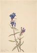 Gentiana affinis - Mary Vaux Walcott — näkymä teoksesta