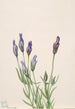 Gentiana macounii - Mary Vaux Walcott — näkymä teoksesta