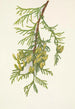 Isotuija Thuja plicata - Mary Vaux Walcott — näkymä teoksesta