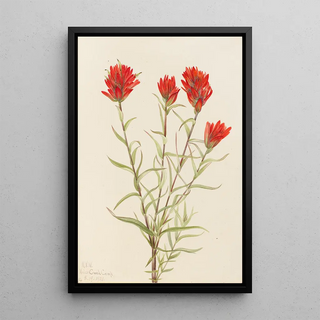 Mary Vaux Walcott - Giant Red Paintbrush Castilleja miniata.webp