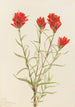Jätti Castilleja miniata - Mary Vaux Walcott — näkymä teoksesta