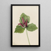 Jättitrilli Trillium chloropetalum - Mary Vaux Walcott — kehystetty taideteos seinällä