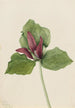 Jättitrilli Trillium chloropetalum - Mary Vaux Walcott — näkymä teoksesta