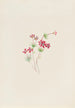 Gilia linanthus parviflorus - Mary Vaux Walcott — näkymä teoksesta