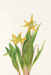 Suurikukka Erythronium grandiflorum - Mary Vaux Walcott — näkymä teoksesta
