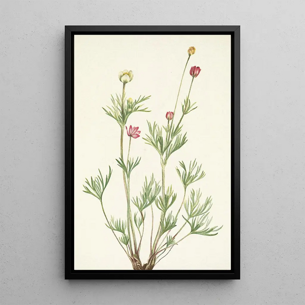 Mary Vaux Walcott - Globe Anemone Anemone globosa.webp