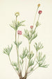 Pallomainen Anemone globosa - Mary Vaux Walcott — näkymä teoksesta