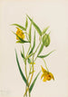 Kultainen keijulyhty Calochortus amabilis - Mary Vaux Walcott — näkymä teoksesta
