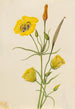 Kultainen malja Mariposa Calochortus claratus - Mary Vaux Walcott — näkymä teoksesta