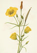 Kultainen malja Mariposa Calochortus clavatus - Mary Vaux Walcott — näkymä teoksesta