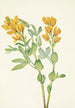 Kultainen herne Thermopsis rhombifolia - Mary Vaux Walcott — näkymä teoksesta