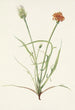 Ruoholehtinen Agoseris graminiflolia - Mary Vaux Walcott — näkymä teoksesta