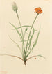 Ruoholehtinen Agoseris graminifolia - Mary Vaux Walcott — näkymä teoksesta