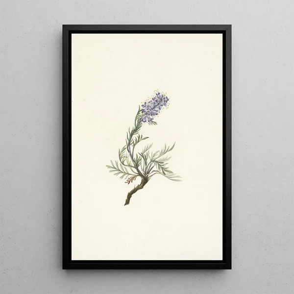 Mary Vaux Walcott - Gray Phacelia Phacelia sericea.webp