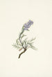 Harmaa Phacelia sericea - Mary Vaux Walcott — näkymä teoksesta