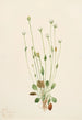 Harmaa Senecio canus - Mary Vaux Walcott — näkymä teoksesta